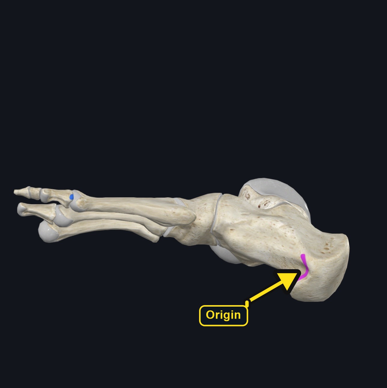 Attachment landmarks for abductor hallucis on the calcaneus and great toe (arrows and labels mark the origin)