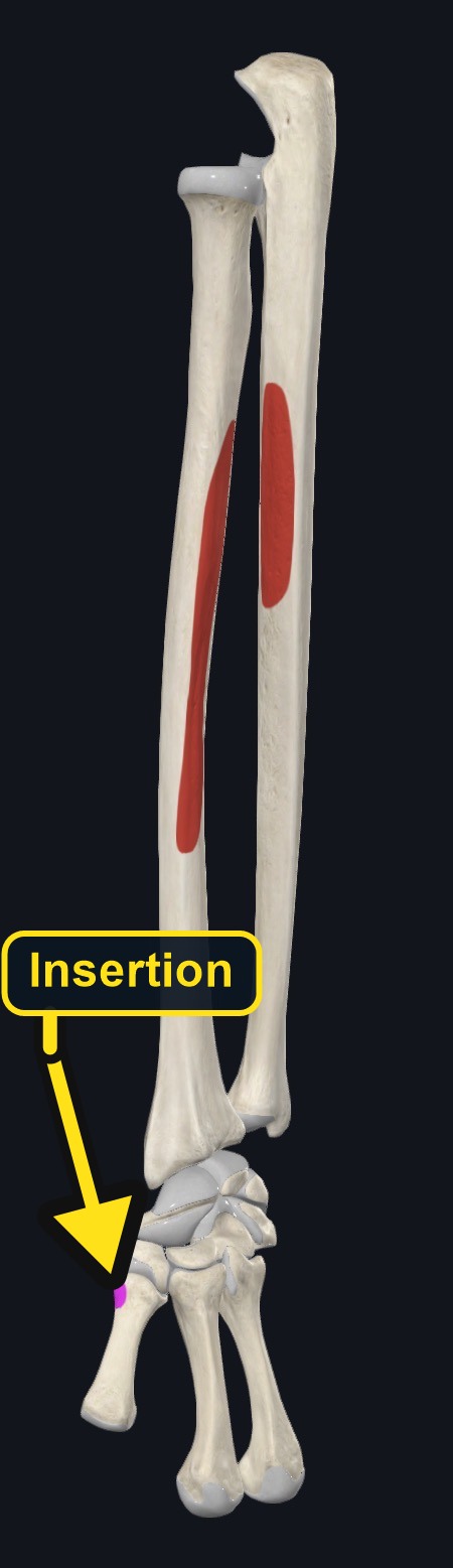 Origin and insertion landmarks for abductor pollicis longus (arrows and labels mark the insertion)