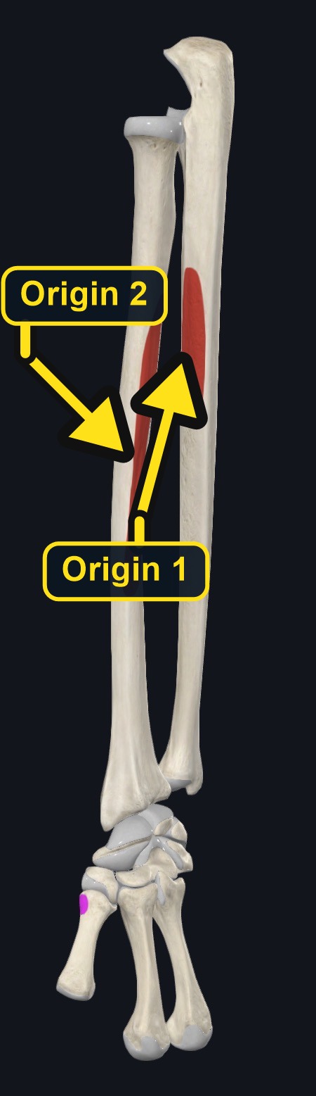 Origin and insertion landmarks for abductor pollicis longus (arrows and labels mark the origin)
