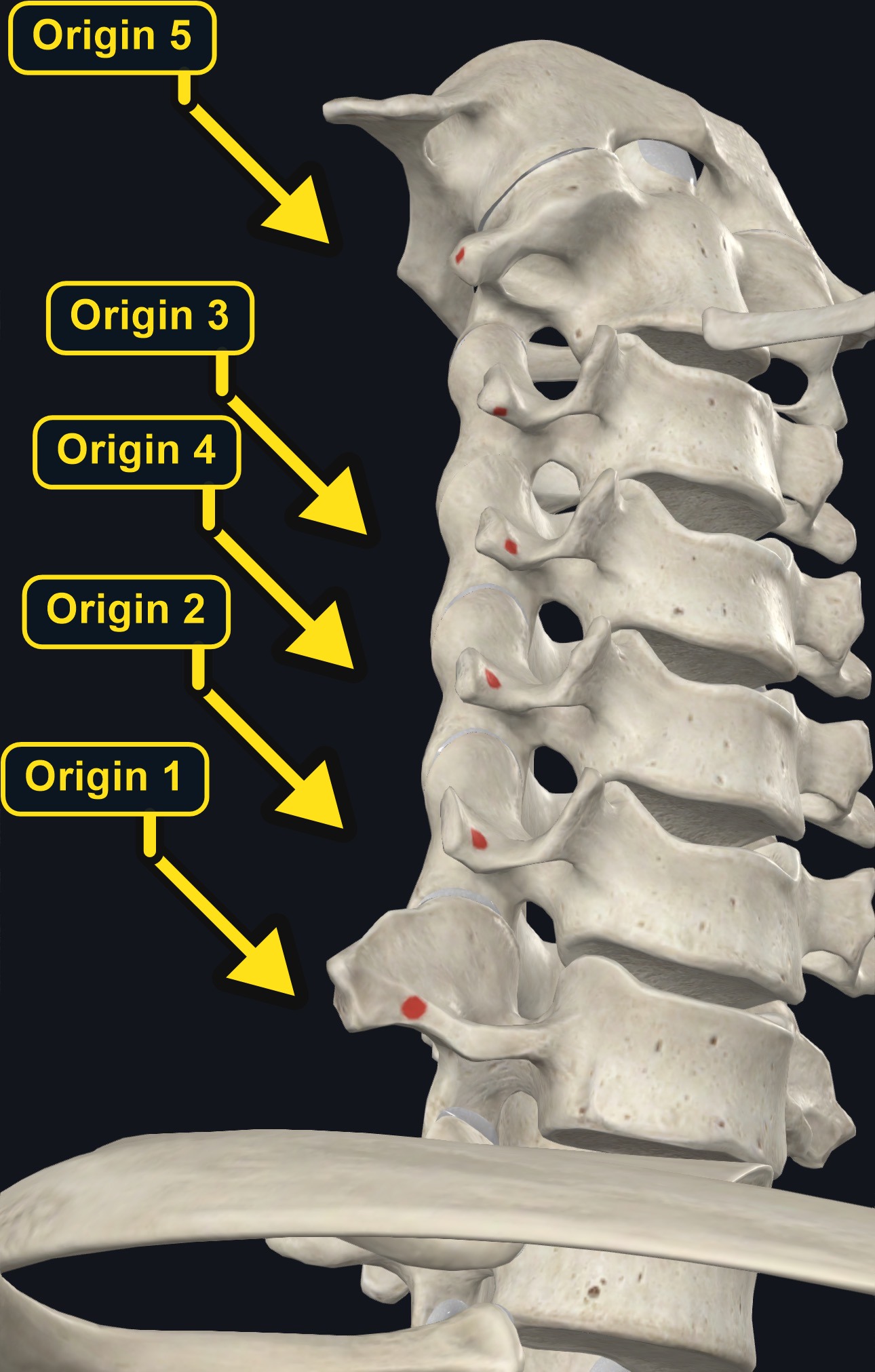 Origin landmarks of anterior scalene on the cervical transverse processes (arrows and labels mark the origin)