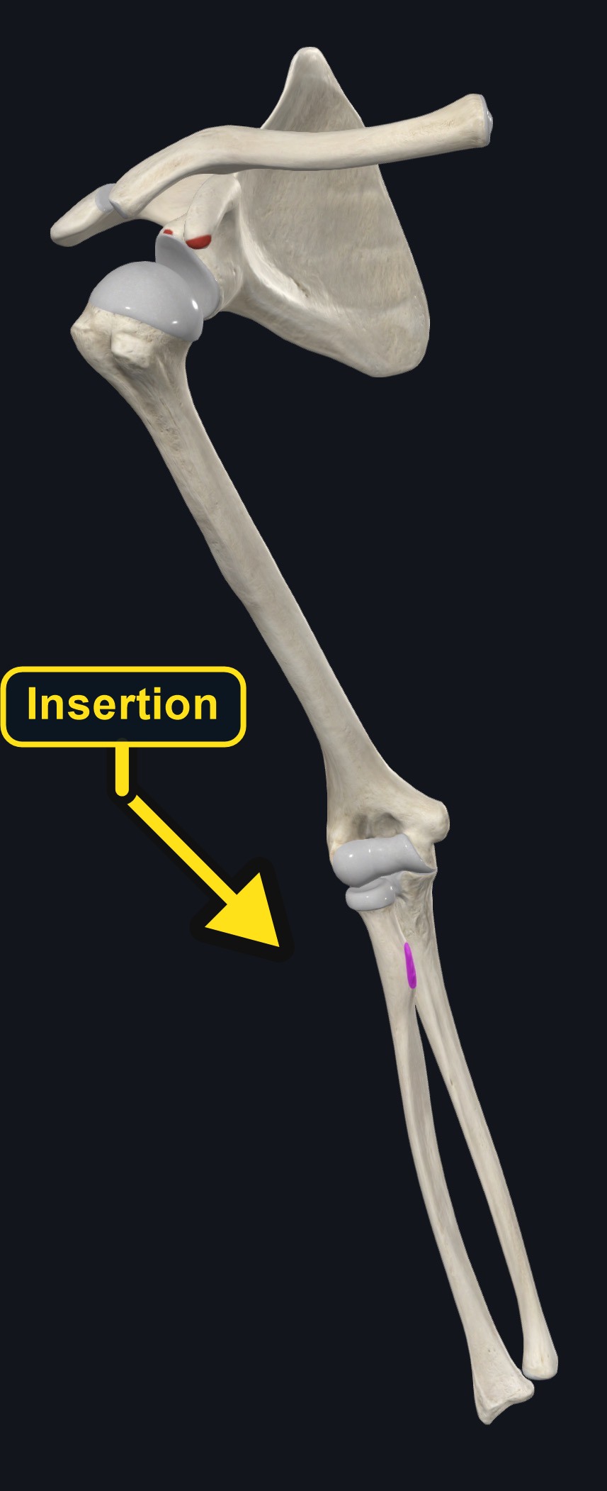 Shoulder and arm bones with biceps attachment sites marked (arrows and labels mark the insertion)