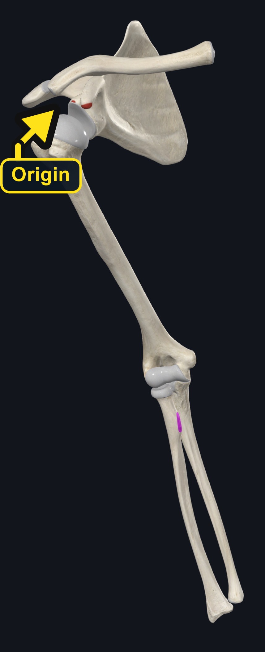 Shoulder and arm bones with biceps attachment sites marked (arrows and labels mark the origin)