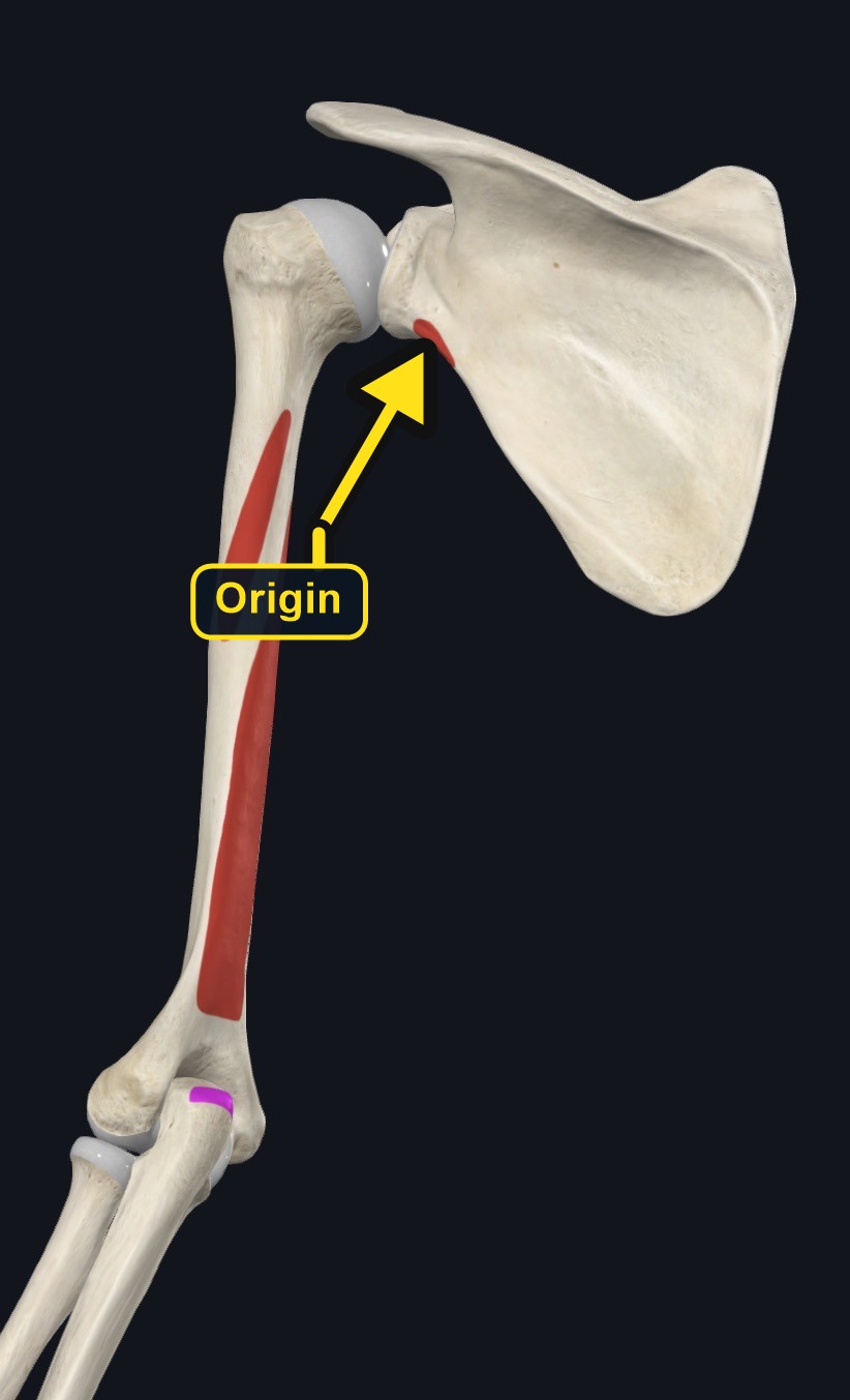 Oblique skeletal view with biceps attachment footprints colored (arrows and labels mark the origin)