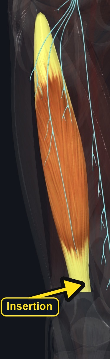 Biceps femoris in the lateral posterior thigh with nerve branches (arrows and labels mark the insertion)