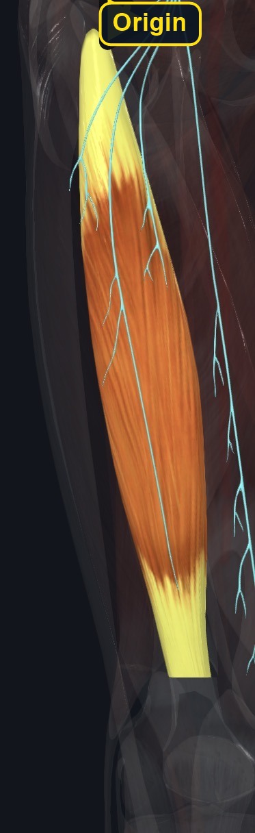Biceps femoris in the lateral posterior thigh with nerve branches (arrows and labels mark the origin)