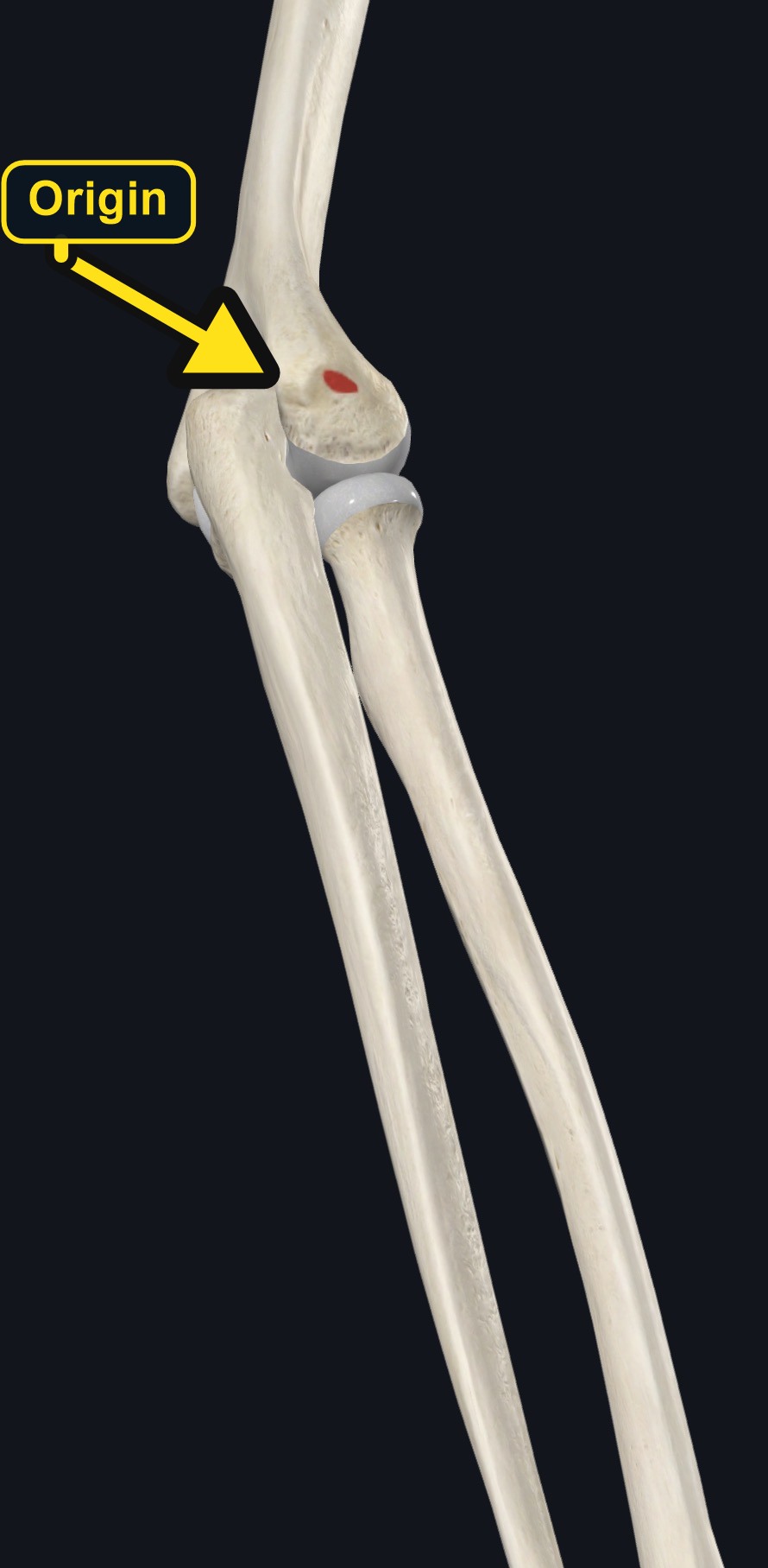 Lateral epicondyle origin (arrows and labels mark the origin)