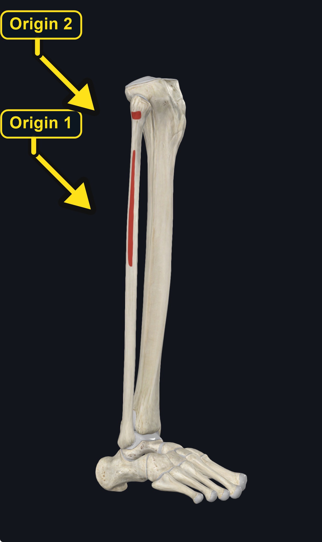 Origin of fibularis longus on the fibula (arrows and labels mark the origin)