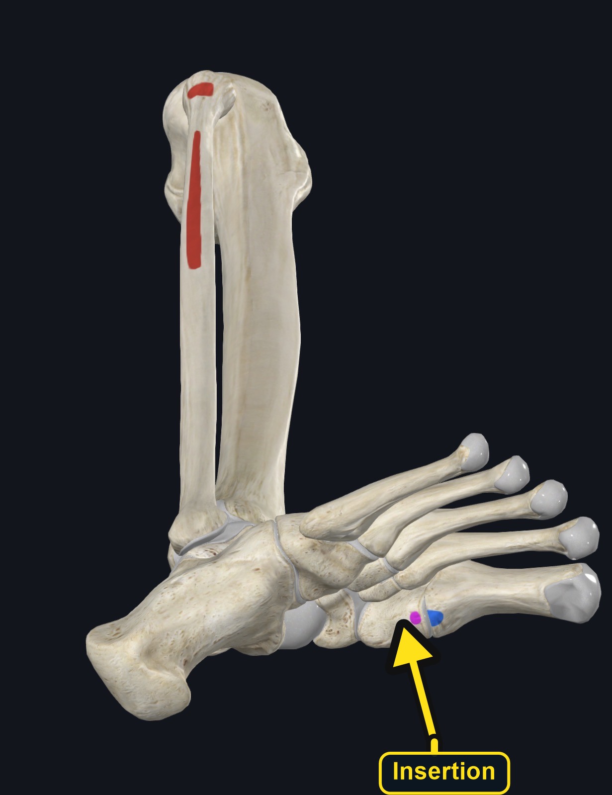 Origin and insertion landmarks of fibularis longus (arrows and labels mark the insertion)