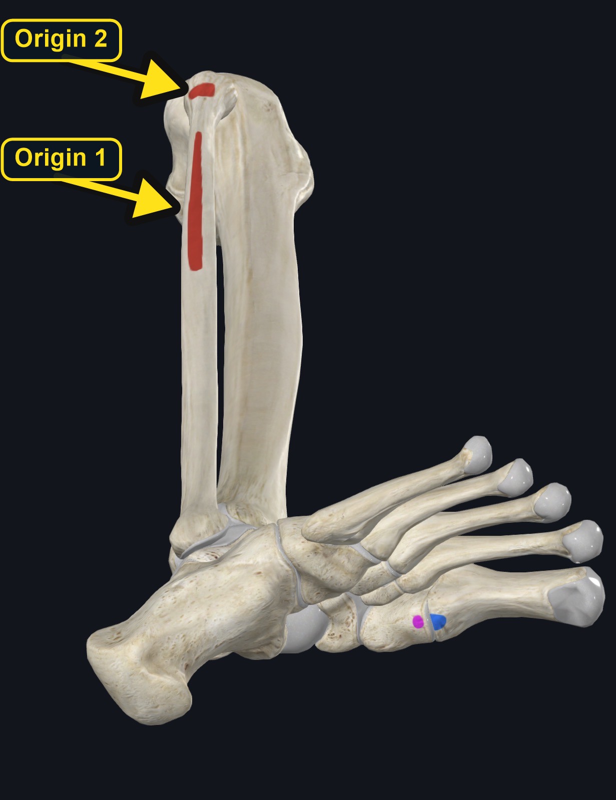Origin and insertion landmarks of fibularis longus (arrows and labels mark the origin)