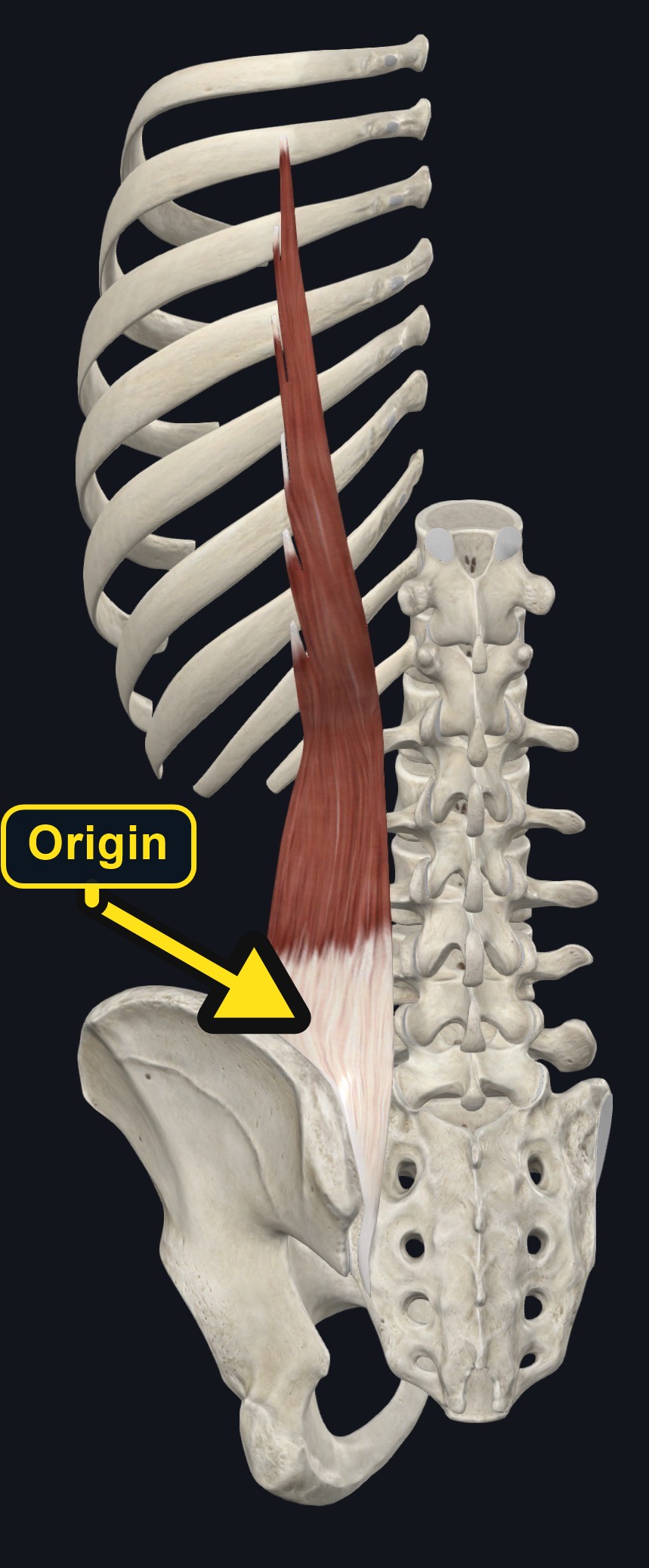Iliocostalis column of the erector spinae group beside the spine (arrows and labels mark the origin)