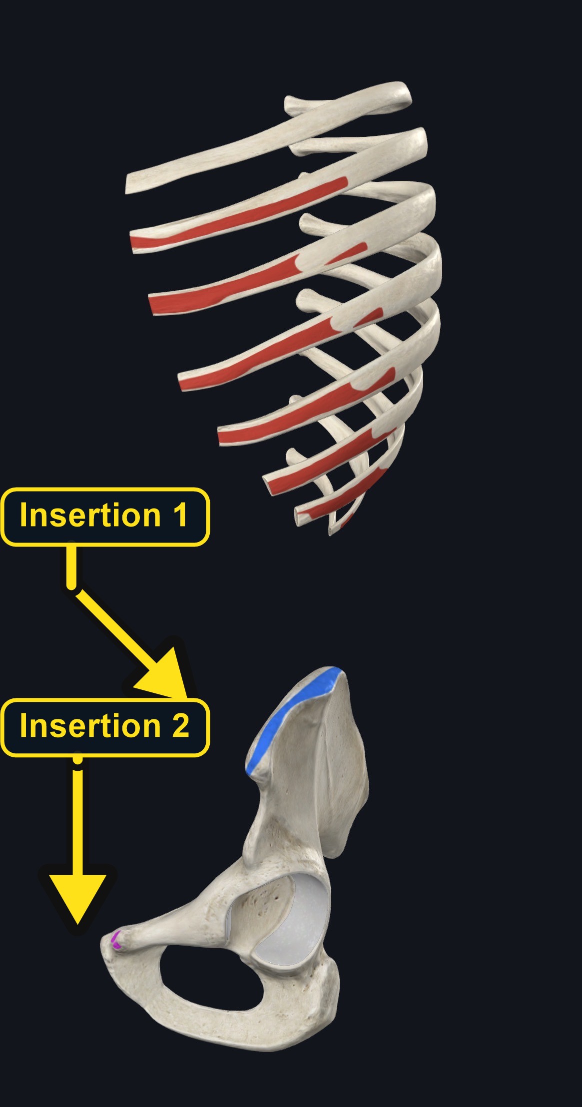 External oblique attachments (arrows and labels mark the insertion)