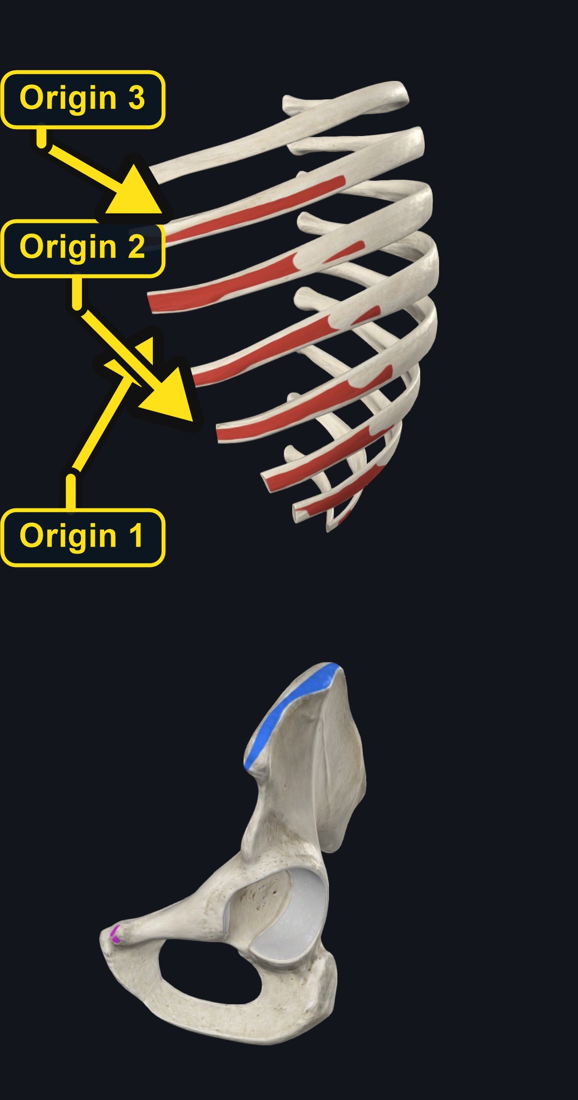 External oblique attachments (arrows and labels mark the origin)