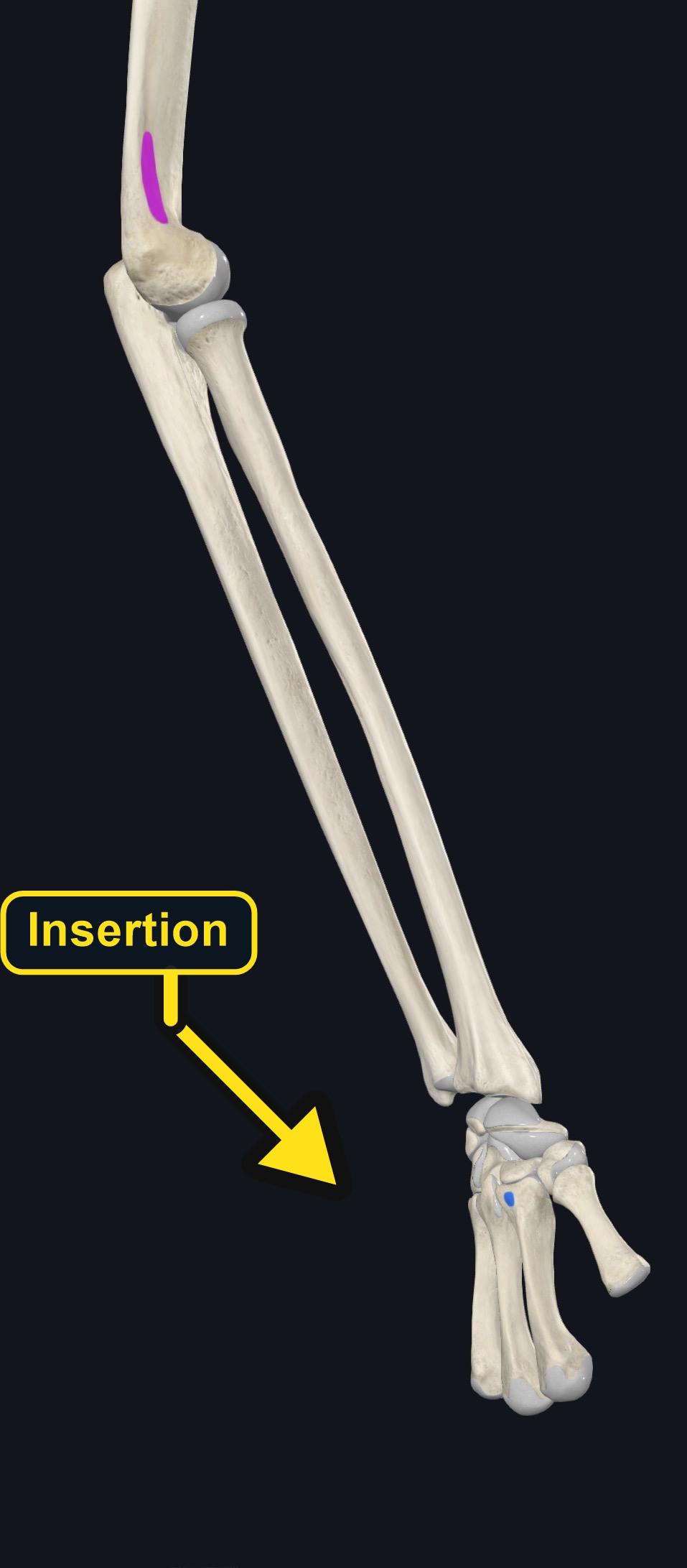 Attachment landmarks of flexor carpi ulnaris (arrows and labels mark the insertion)