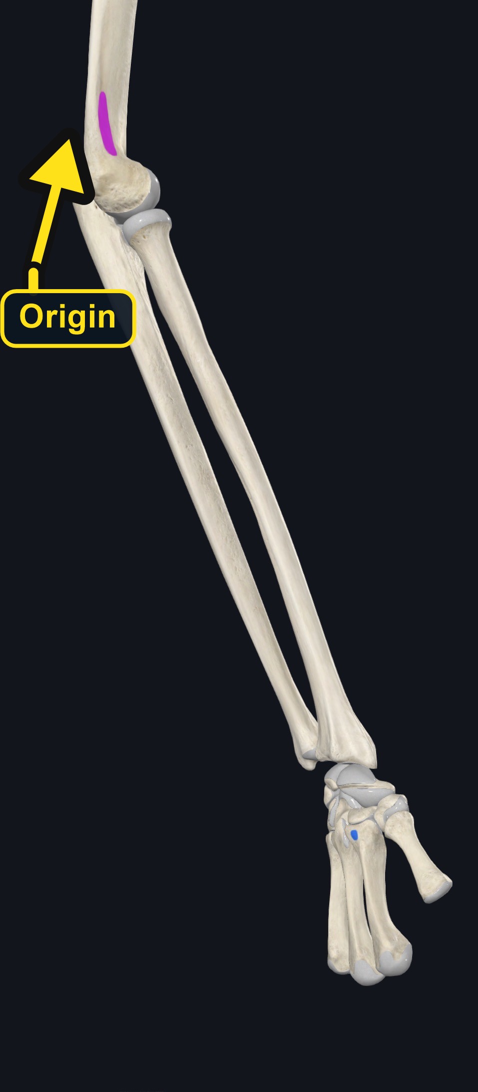 Attachment landmarks of flexor carpi ulnaris (arrows and labels mark the origin)