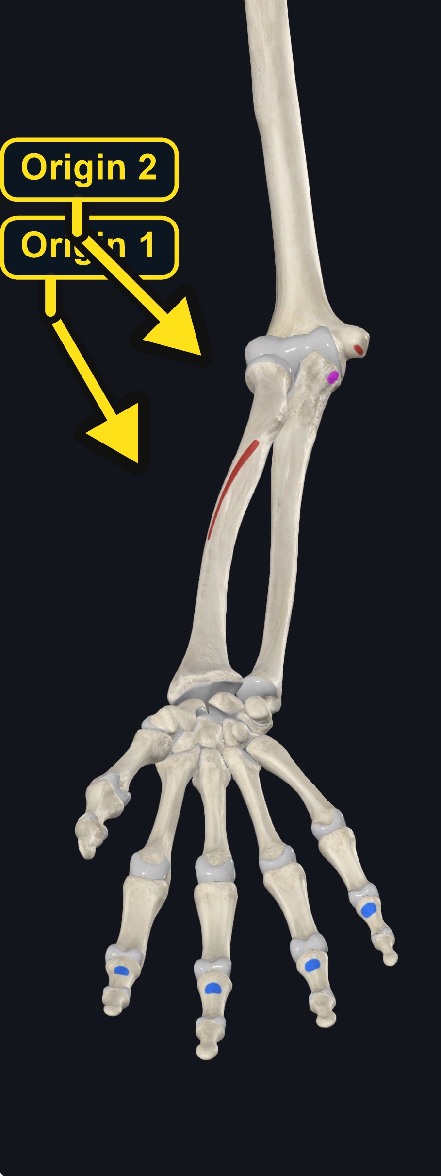 Origin and insertion landmarks of flexor digitorum profundus (arrows and labels mark the origin)