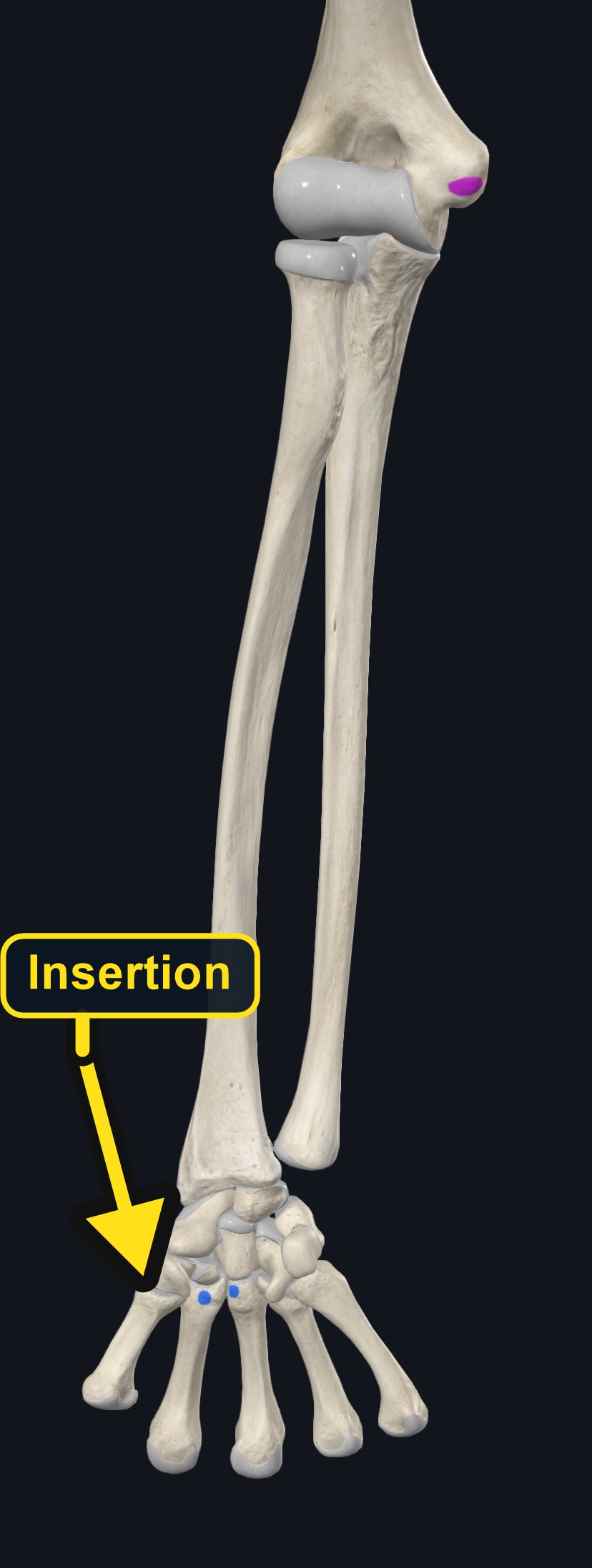 Attachment landmarks of flexor carpi radialis (arrows and labels mark the insertion)
