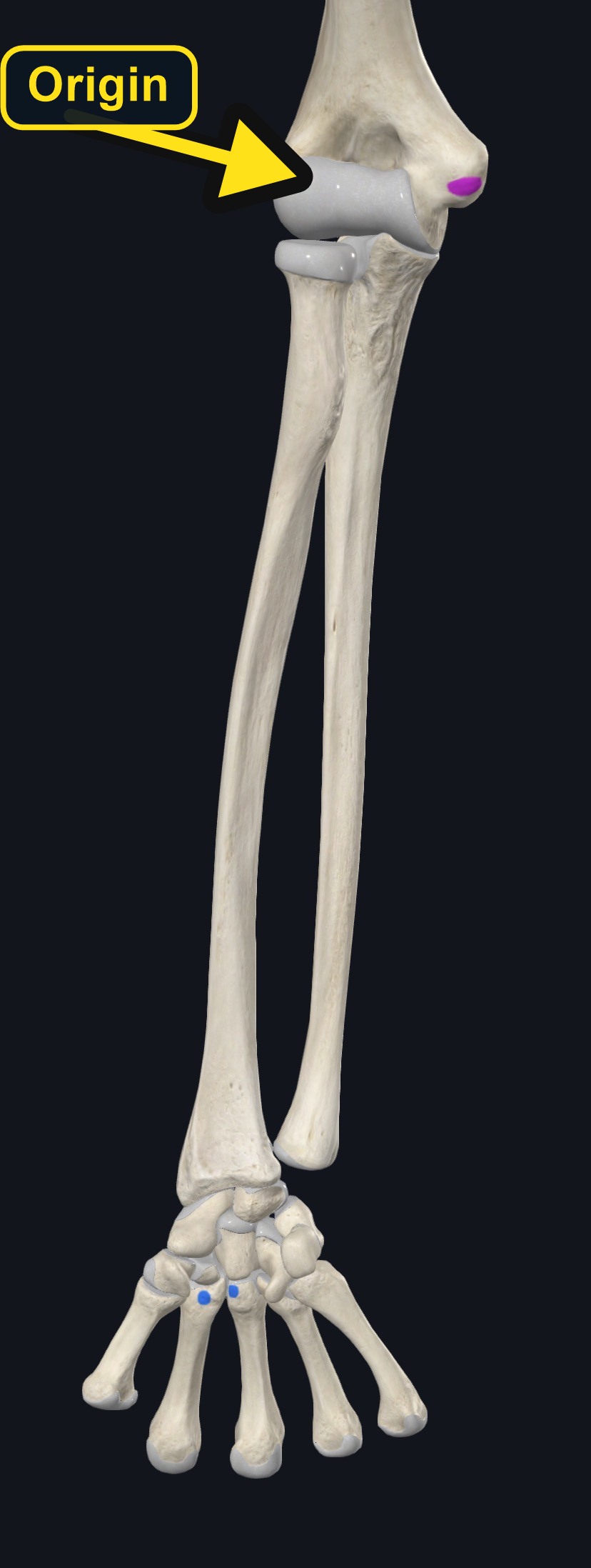 Attachment landmarks of flexor carpi radialis (arrows and labels mark the origin)