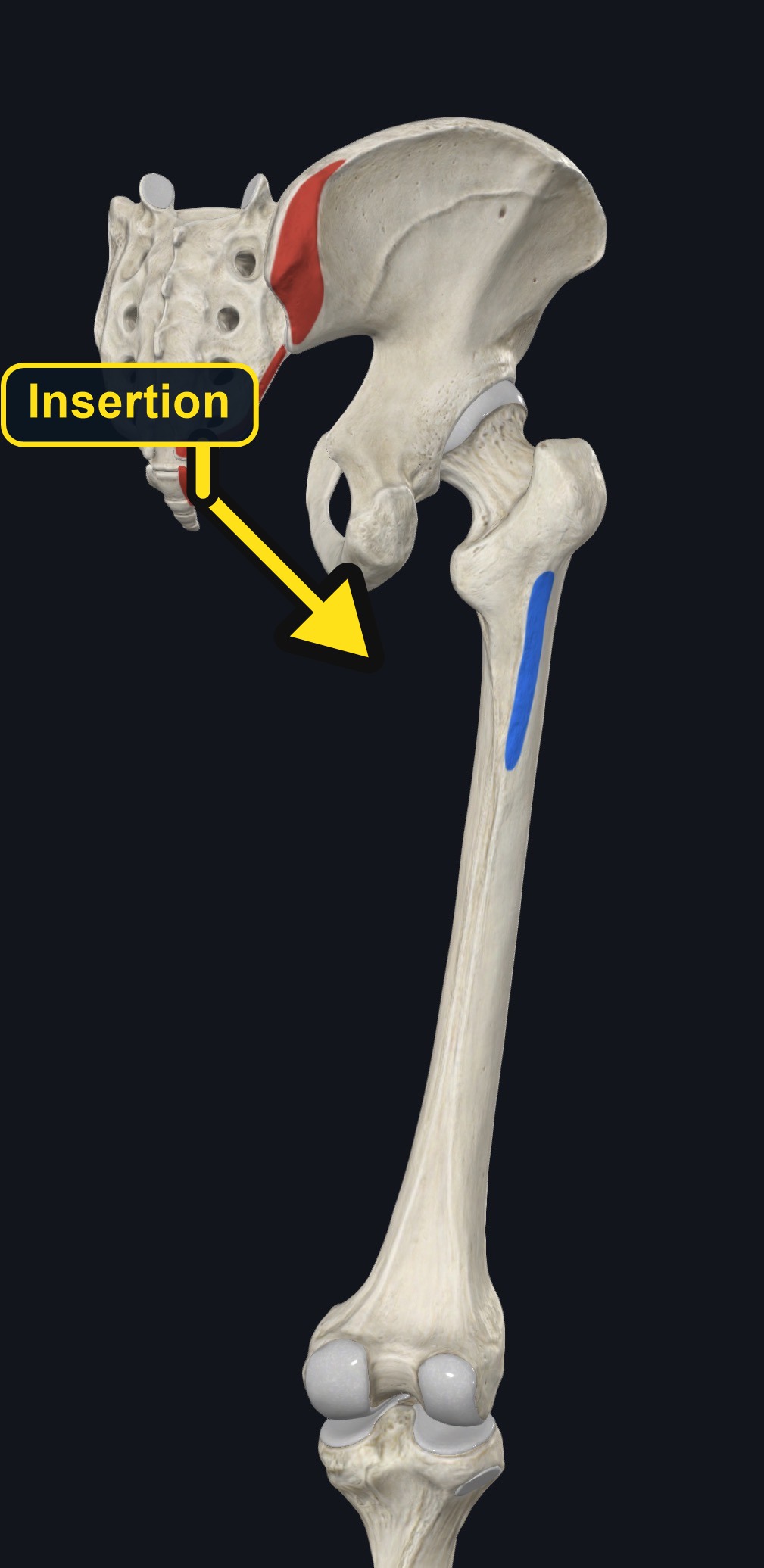 Gluteus maximus attachment landmarks (arrows and labels mark the insertion)