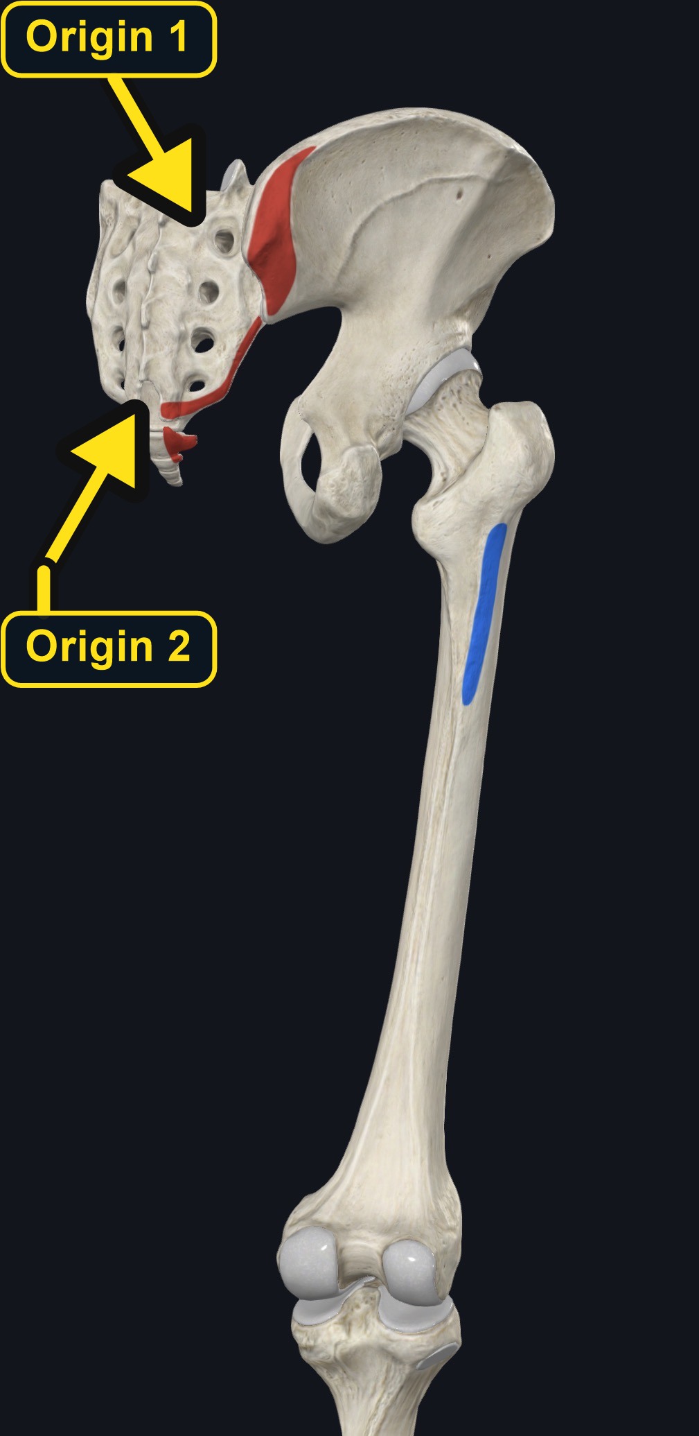 Gluteus maximus attachment landmarks (arrows and labels mark the origin)
