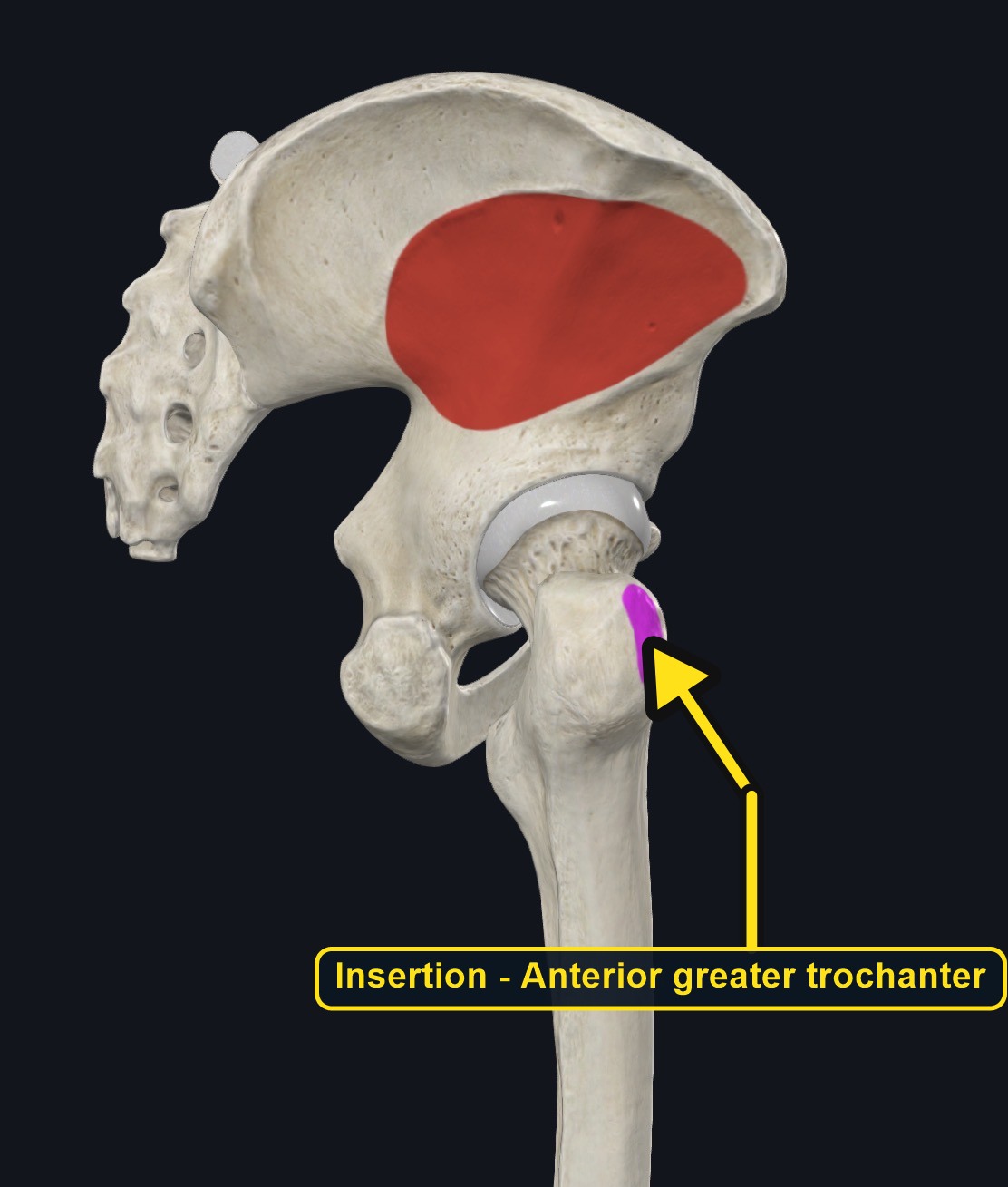Attachment landmarks for gluteus minimus on the ilium and femur (arrows and labels mark the insertion)