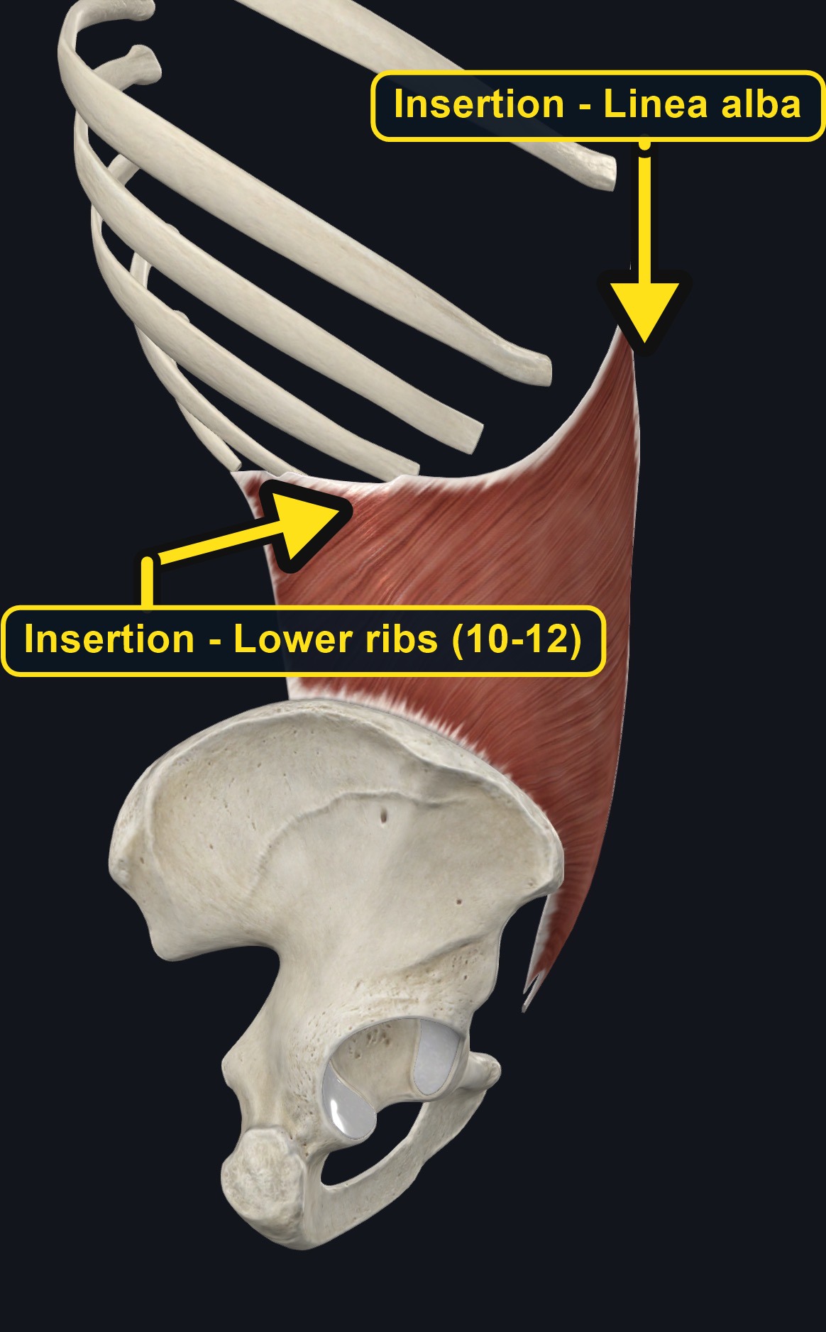 Internal oblique on the lateral abdominal wall (arrows and labels mark the insertion)