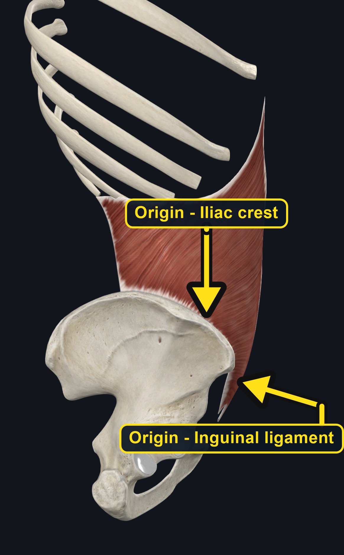 Internal oblique on the lateral abdominal wall (arrows and labels mark the origin)