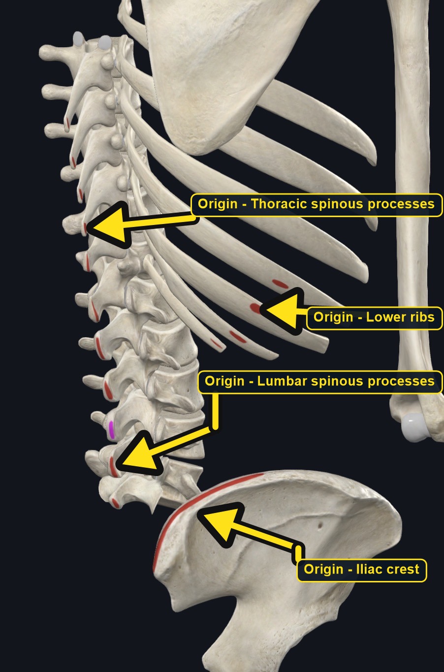 Origin sites of latissimus dorsi on vertebrae, ribs, and iliac crest (arrows and labels mark the origin)