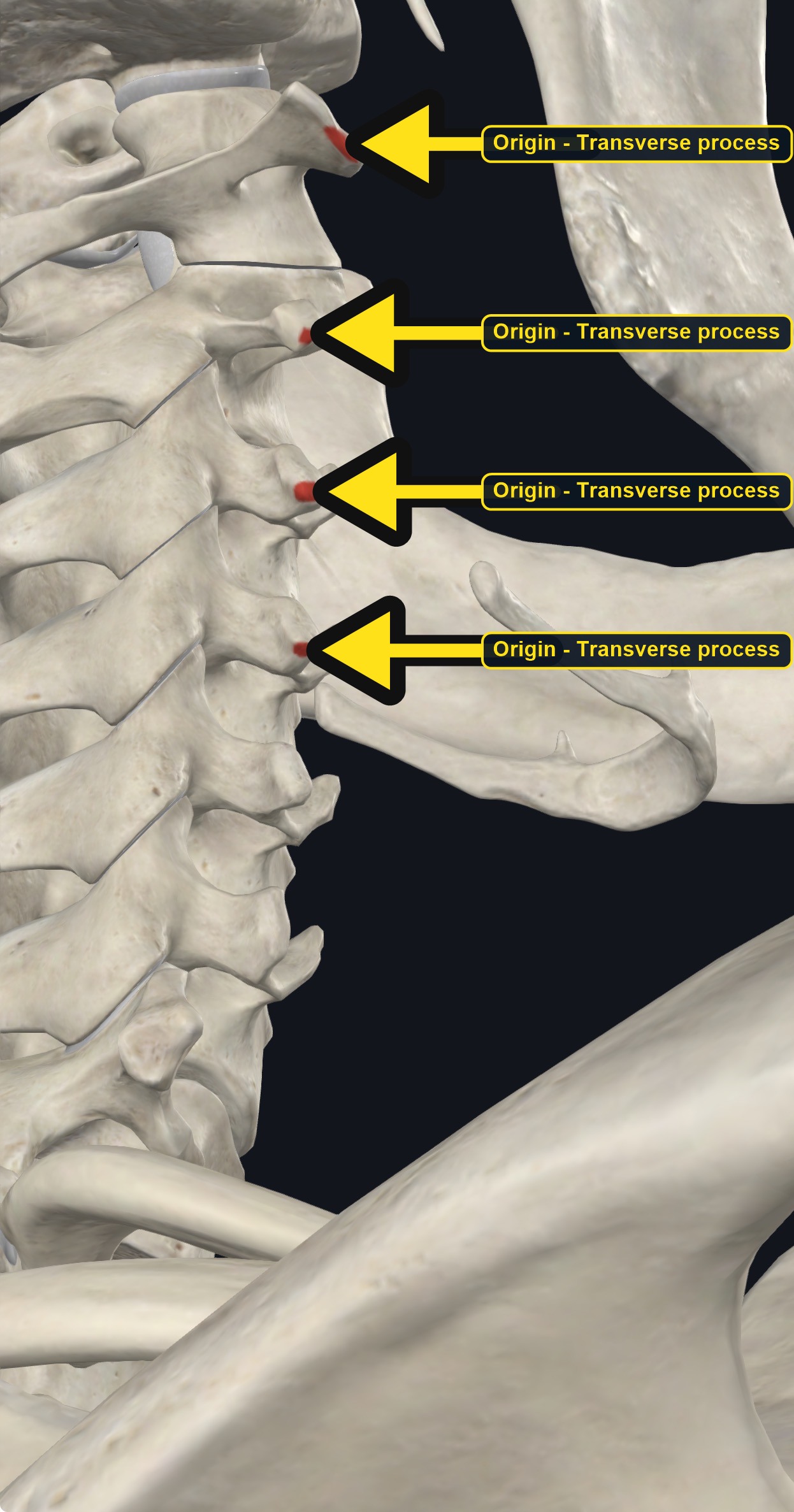 Cervical transverse processes marked as origin sites (arrows and labels mark the origin)