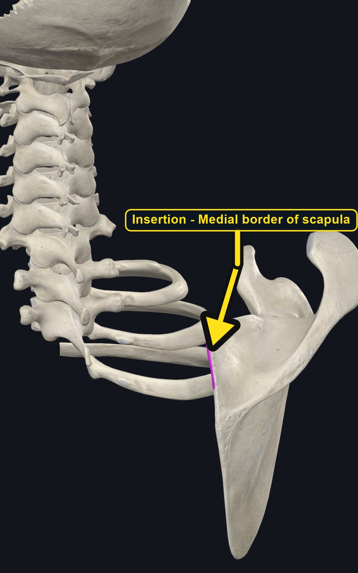 Scapula with the medial border marked as the insertion (arrows and labels mark the insertion)