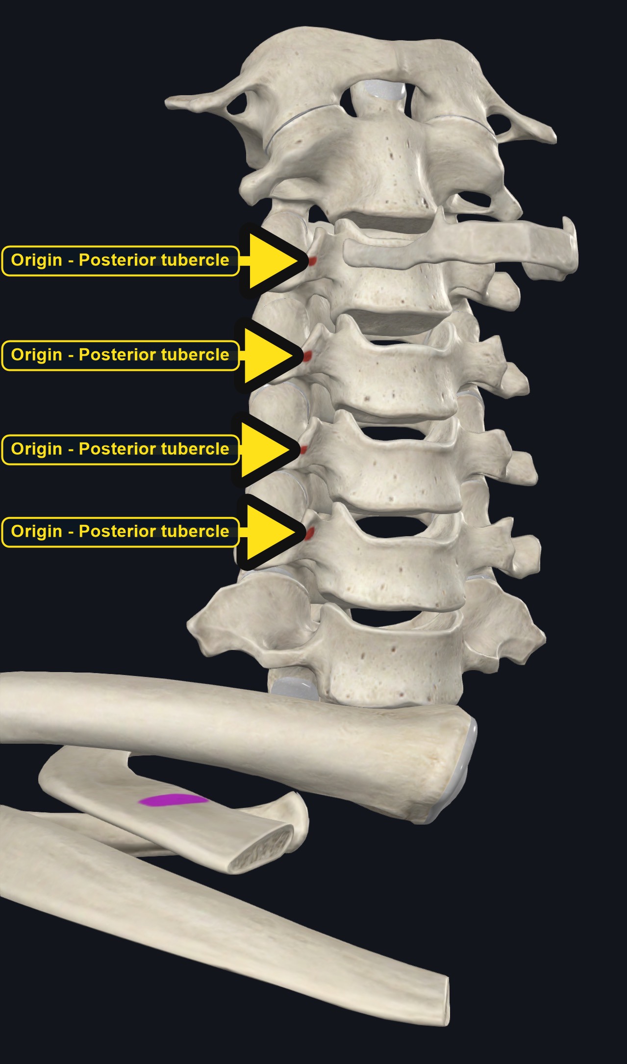 Cervical transverse process tubercles and the first rib marked as attachments (arrows and labels mark the origin)