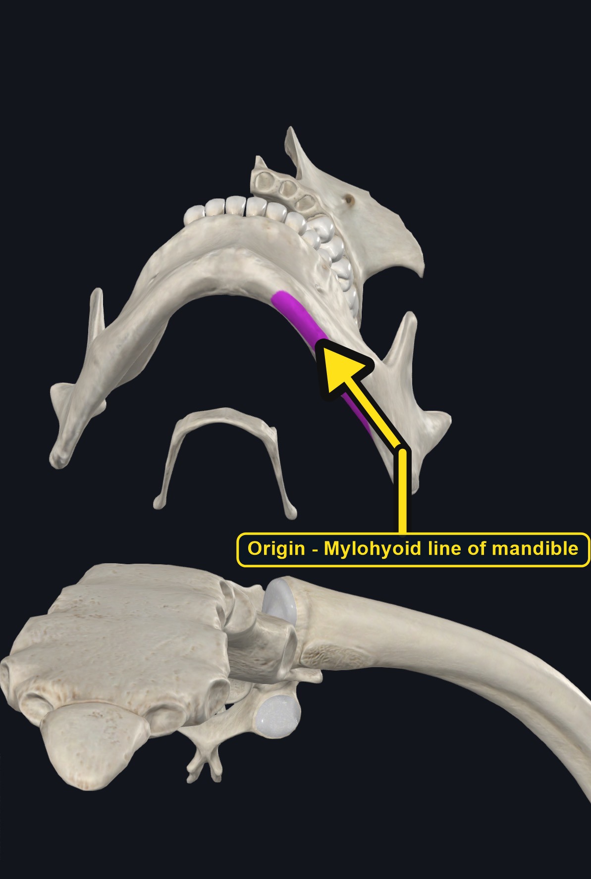 Mandible and hyoid bone with the mylohyoid line marked (arrows and labels mark the origin)