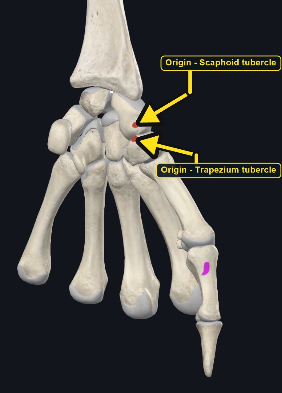 Hand bones with the attachment sites of opponens pollicis marked (arrows and labels mark the origin)