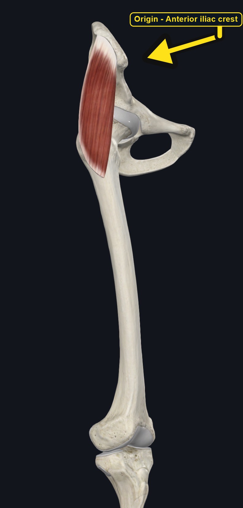 Origin of tensor fasciae latae on the ilium (arrows and labels mark the origin)
