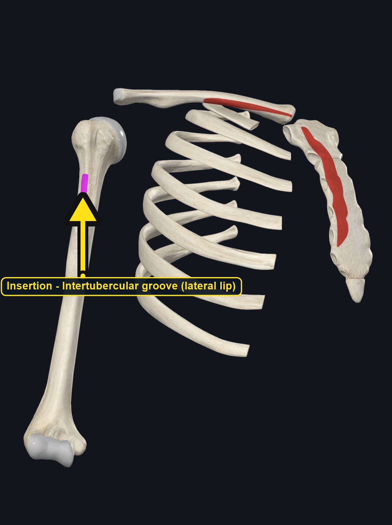 Clavicle, sternum, ribs, and humerus with the attachment sites marked (arrows and labels mark the insertion)