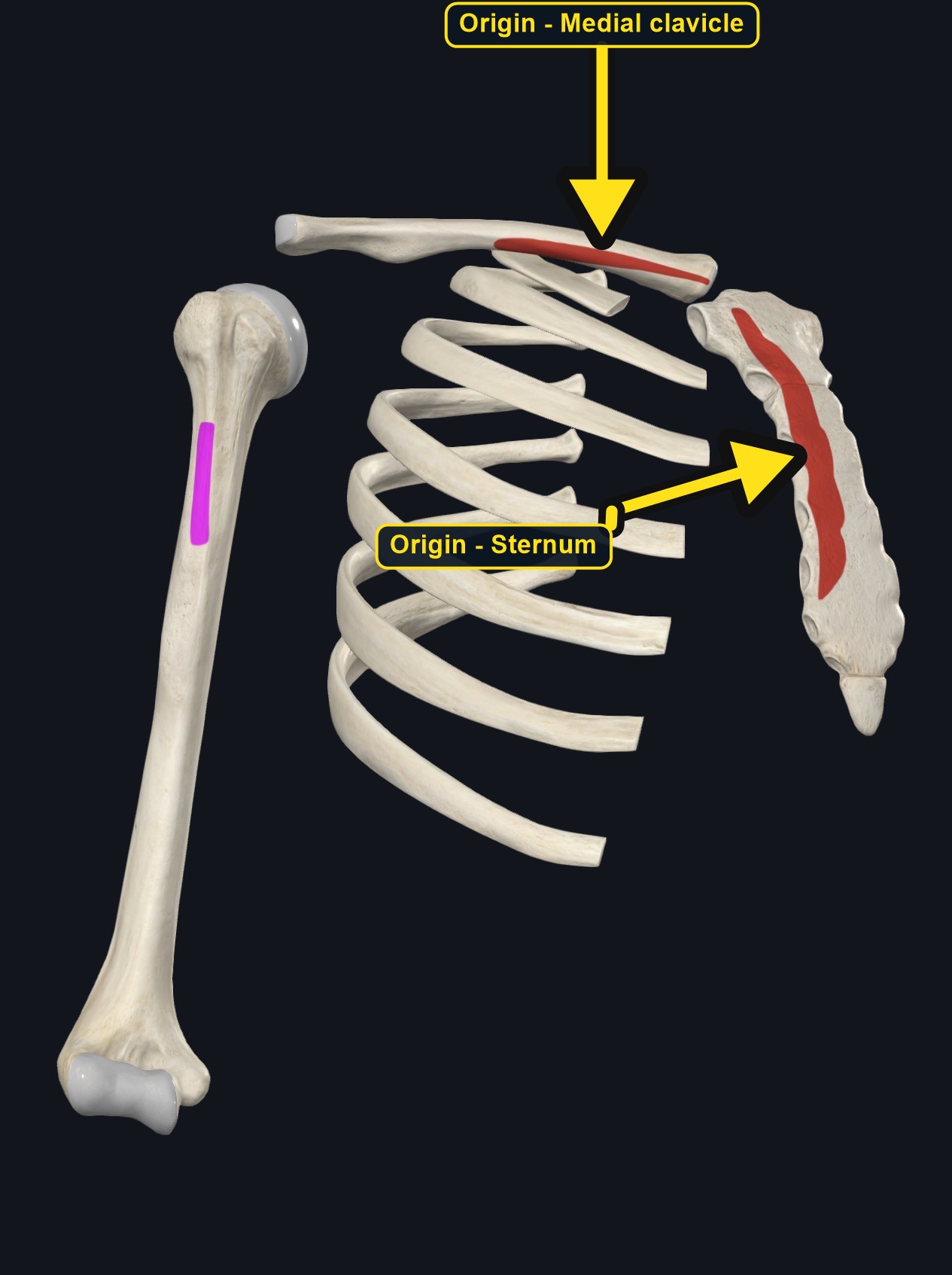 Clavicle, sternum, ribs, and humerus with the attachment sites marked (arrows and labels mark the origin)