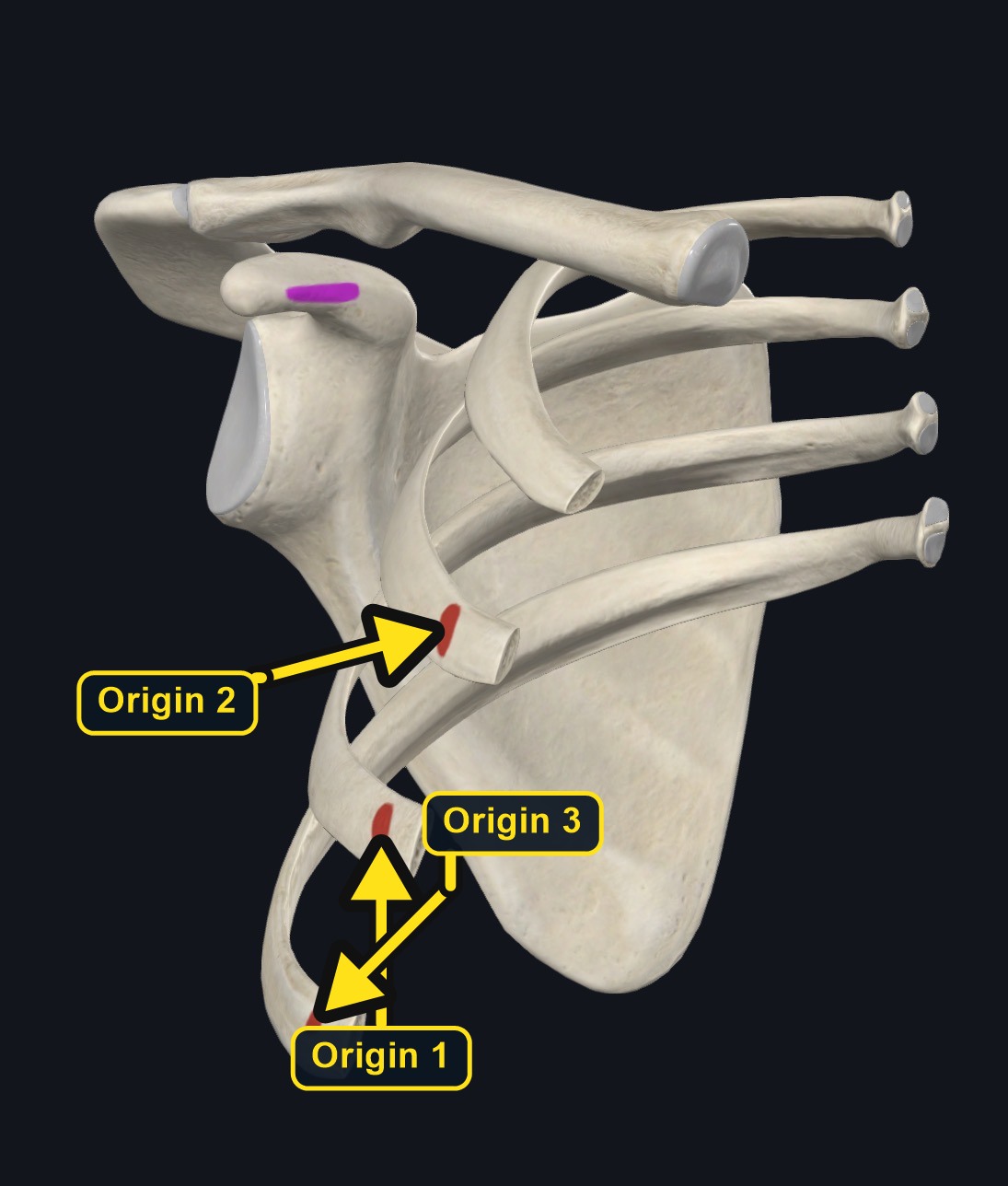 Pectoralis minor rib origins (arrows and labels mark the origin)