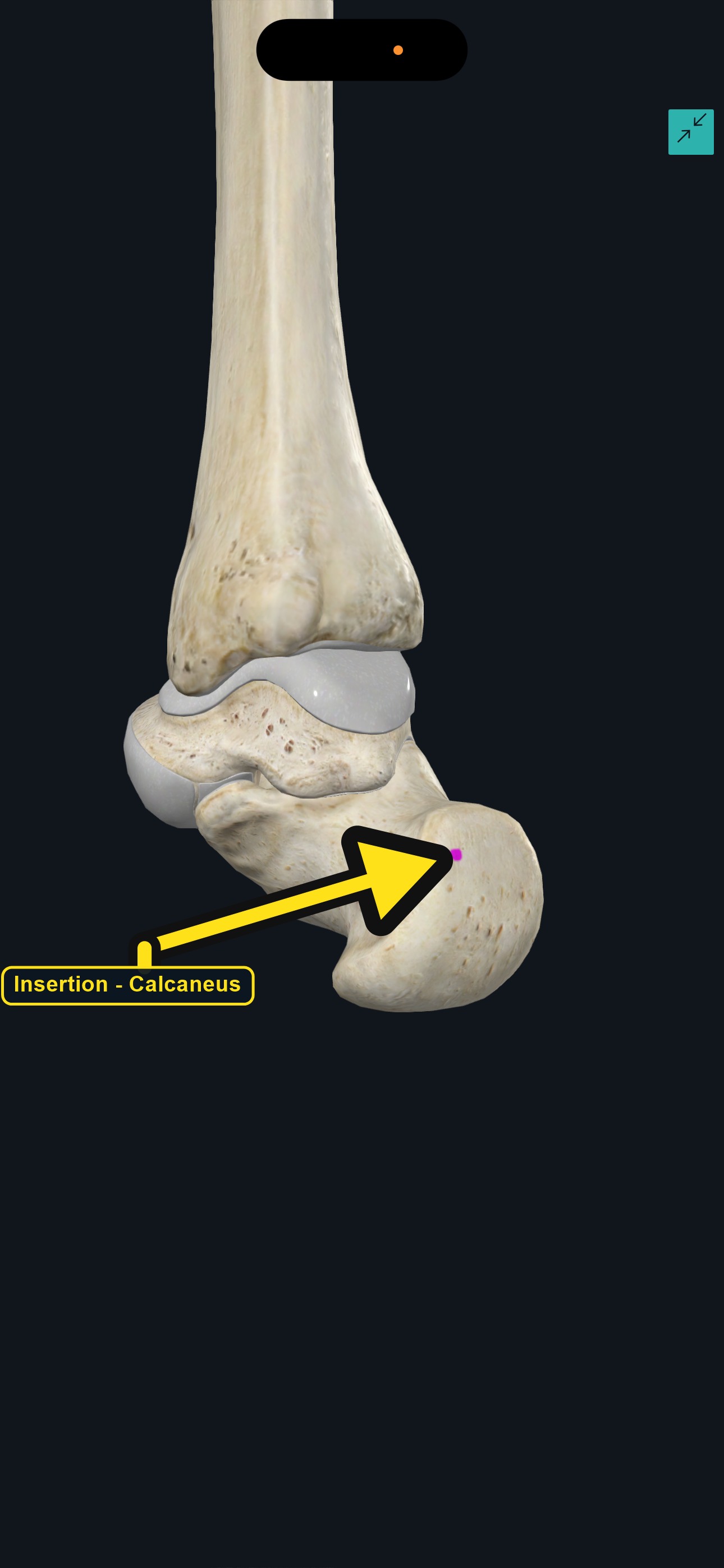 Ankle and heel with the insertion of plantaris marked on the calcaneus (arrows and labels mark the insertion)