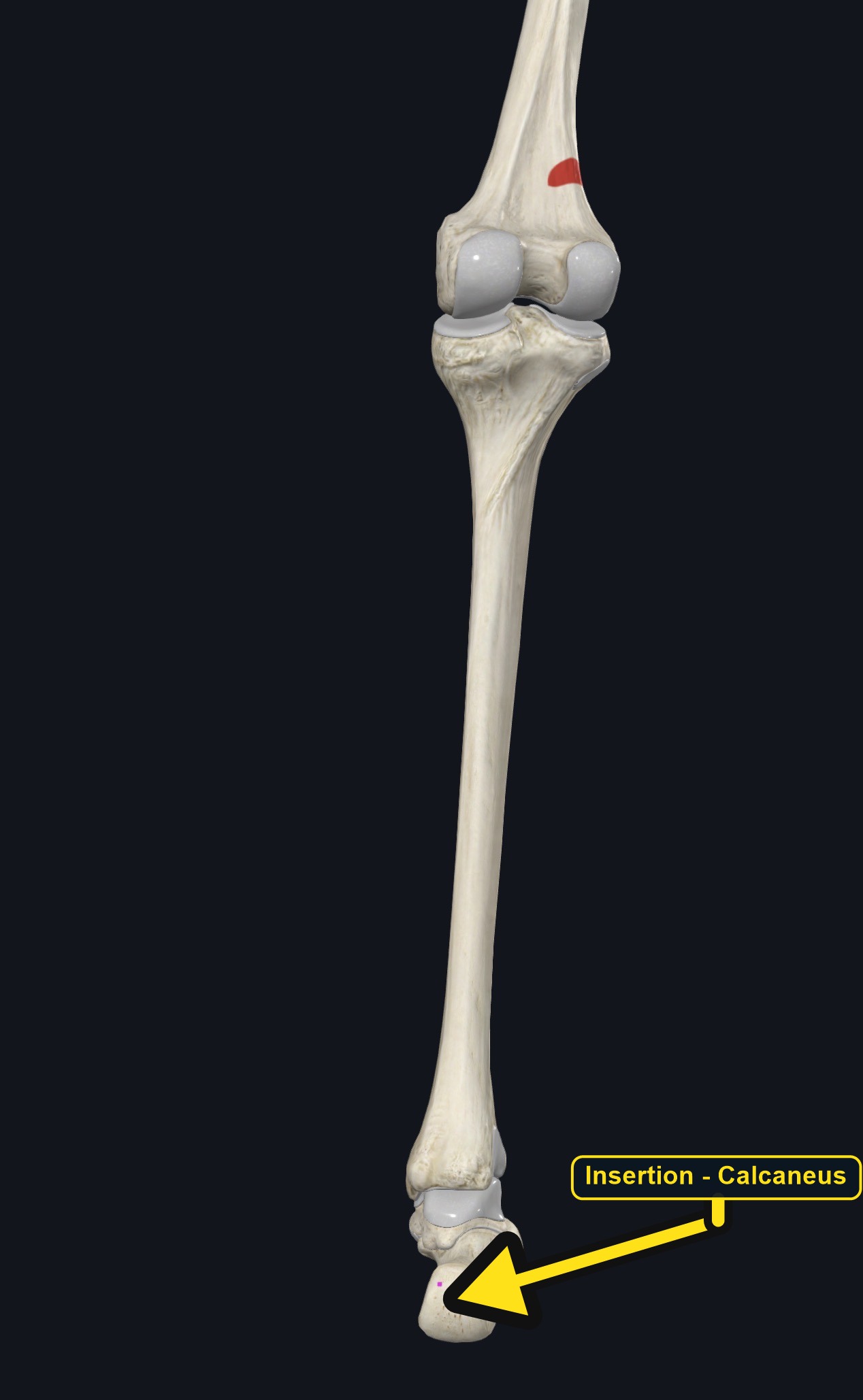 Leg bones with the femoral origin and calcaneal insertion of plantaris marked (arrows and labels mark the insertion)