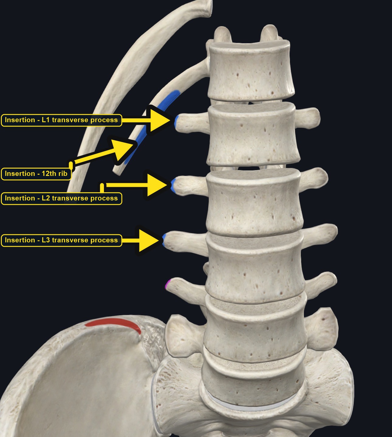 Lumbar vertebrae, ribs, and iliac crest with the attachment sites marked (arrows and labels mark the insertion)