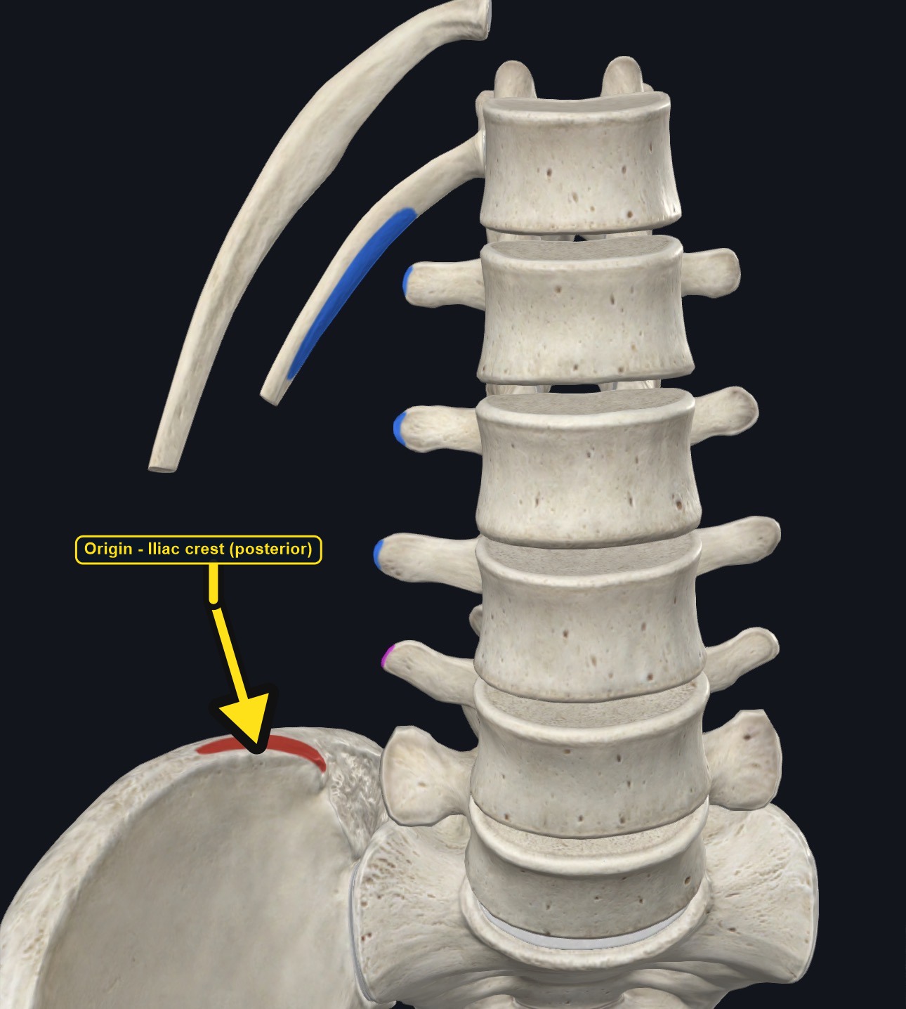 Lumbar vertebrae, ribs, and iliac crest with the attachment sites marked (arrows and labels mark the origin)