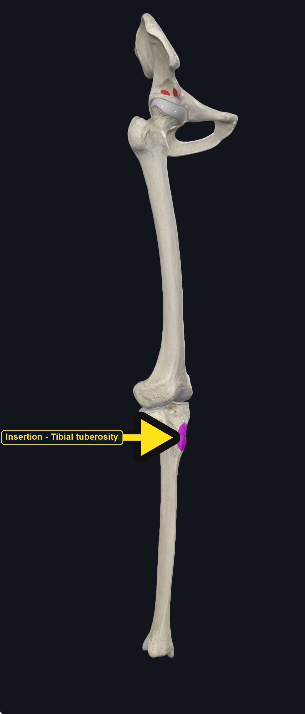 Pelvis, femur, and tibia with the attachment sites marked (arrows and labels mark the insertion)