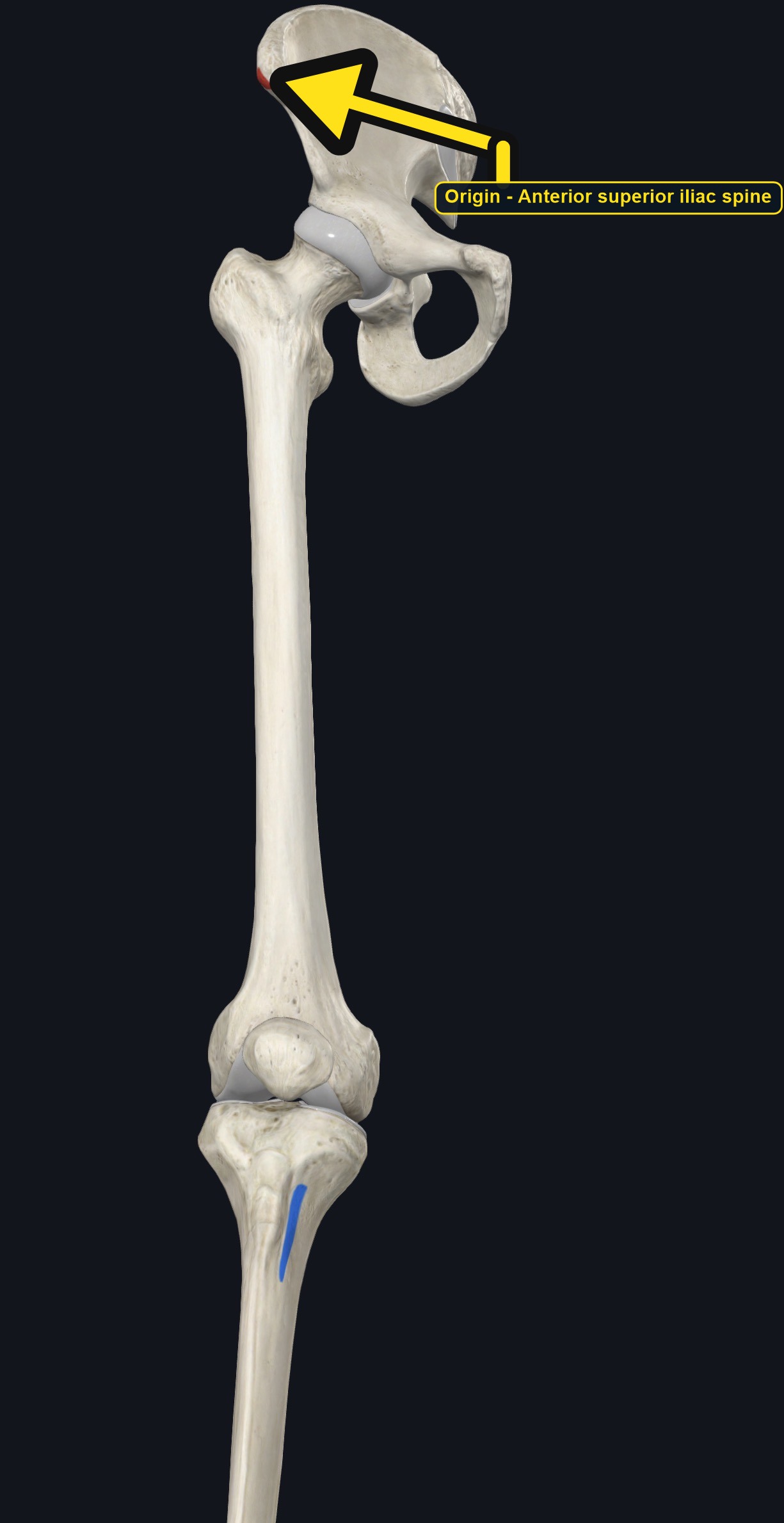 Pelvis, femur, and tibia with the attachment sites of sartorius marked (arrows and labels mark the origin)