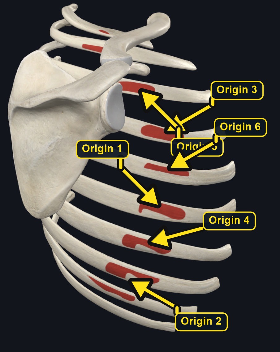 Serratus anterior rib origins (arrows and labels mark the origin)