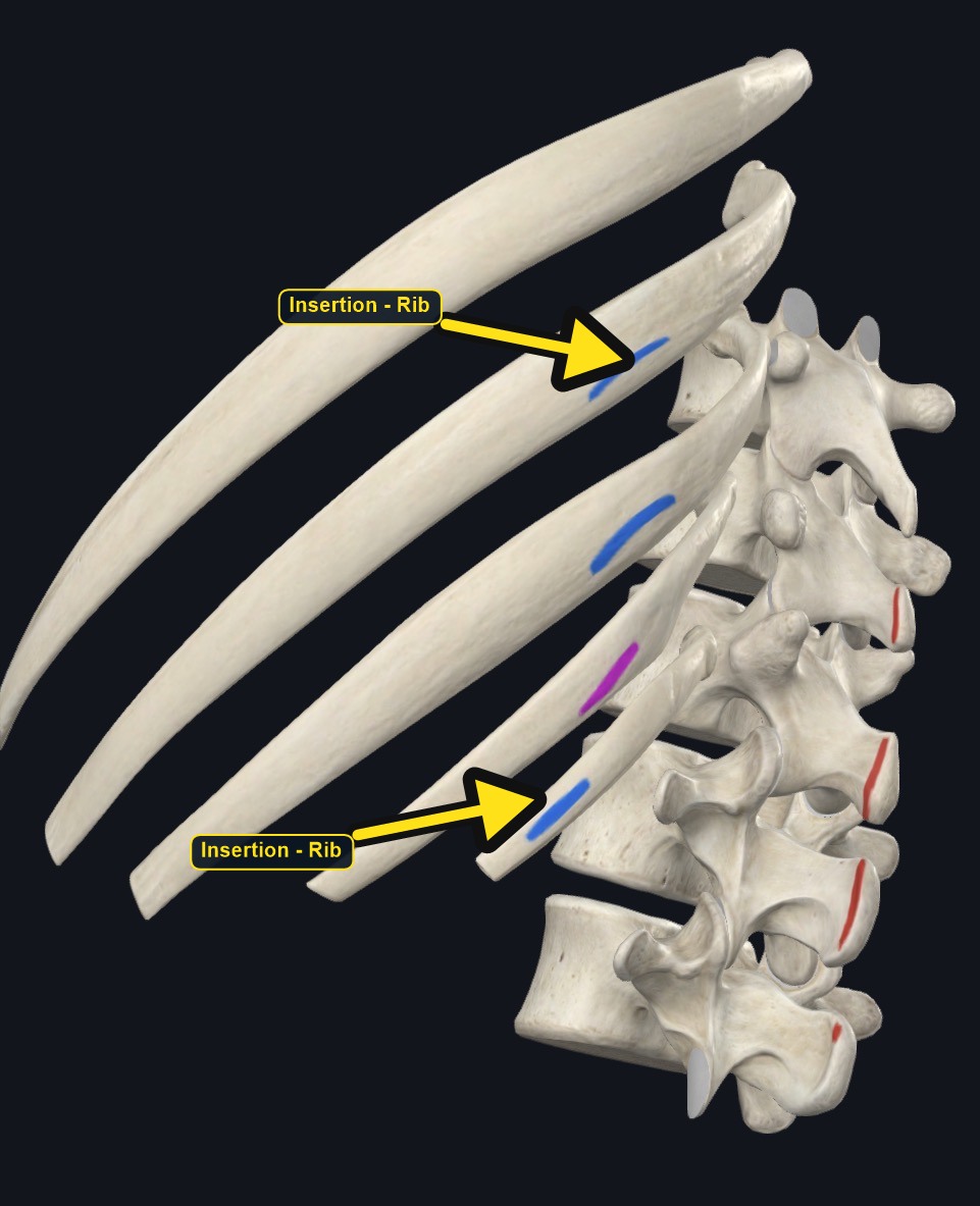 Lower ribs and spine with the attachment sites of serratus posterior inferior marked (arrows and labels mark the insertion)