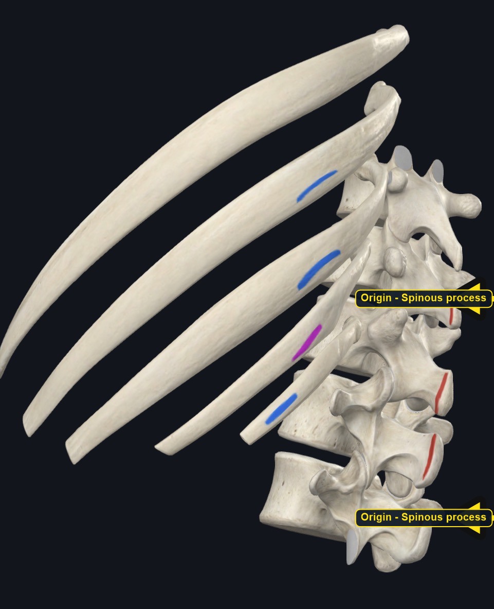 Lower ribs and spine with the attachment sites of serratus posterior inferior marked (arrows and labels mark the origin)