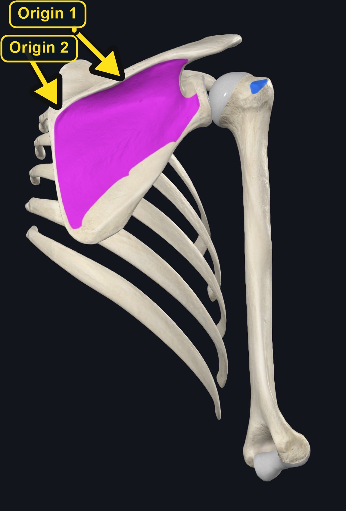 Subscapularis attachment landmarks (arrows and labels mark the origin)