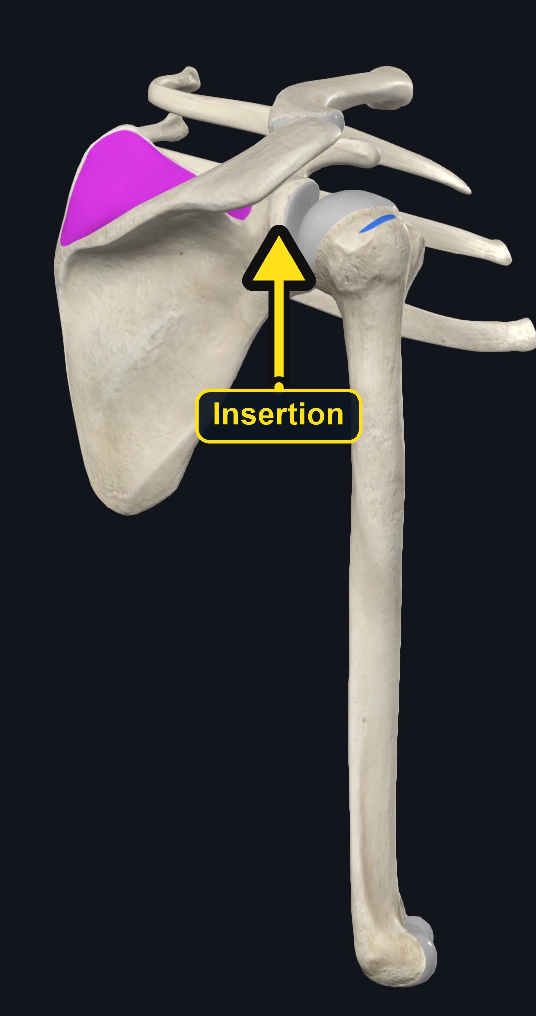 Supraspinatus attachment landmarks (arrows and labels mark the insertion)