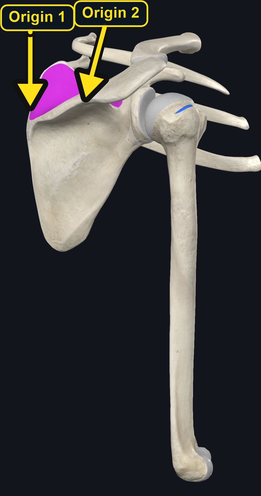 Supraspinatus attachment landmarks (arrows and labels mark the origin)