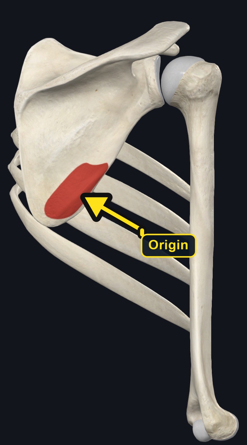 Teres major scapular origin (arrows and labels mark the origin)