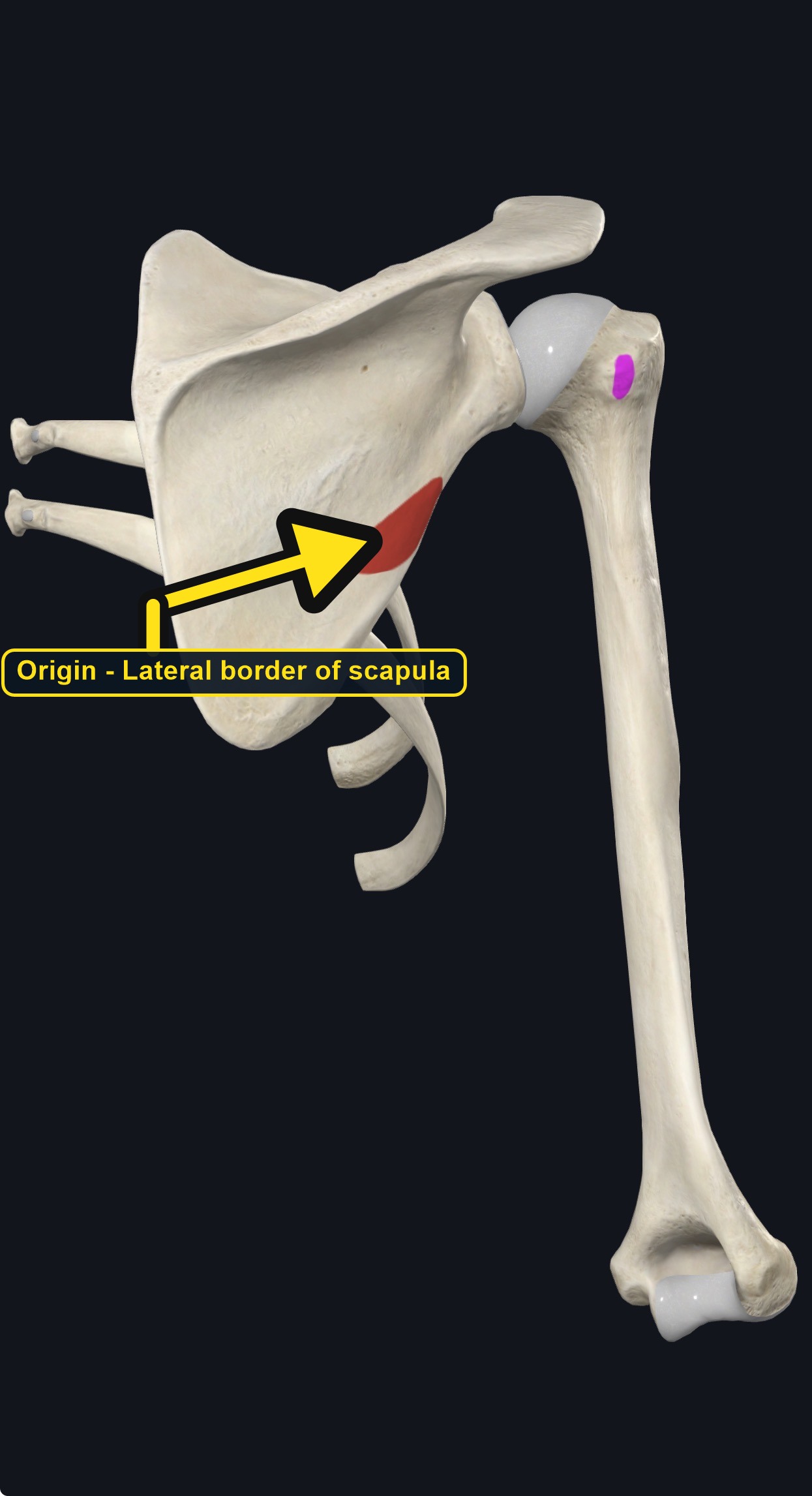 Scapula and humerus with the attachment sites of teres minor marked (arrows and labels mark the origin)